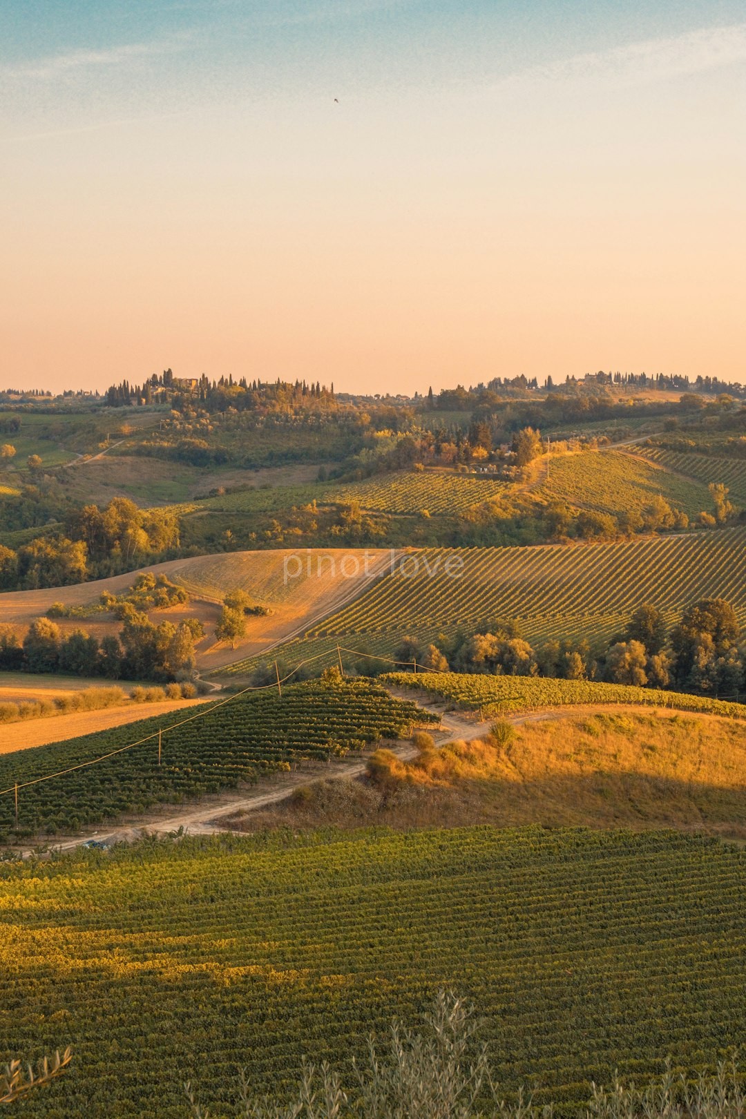 Vineyard Close up