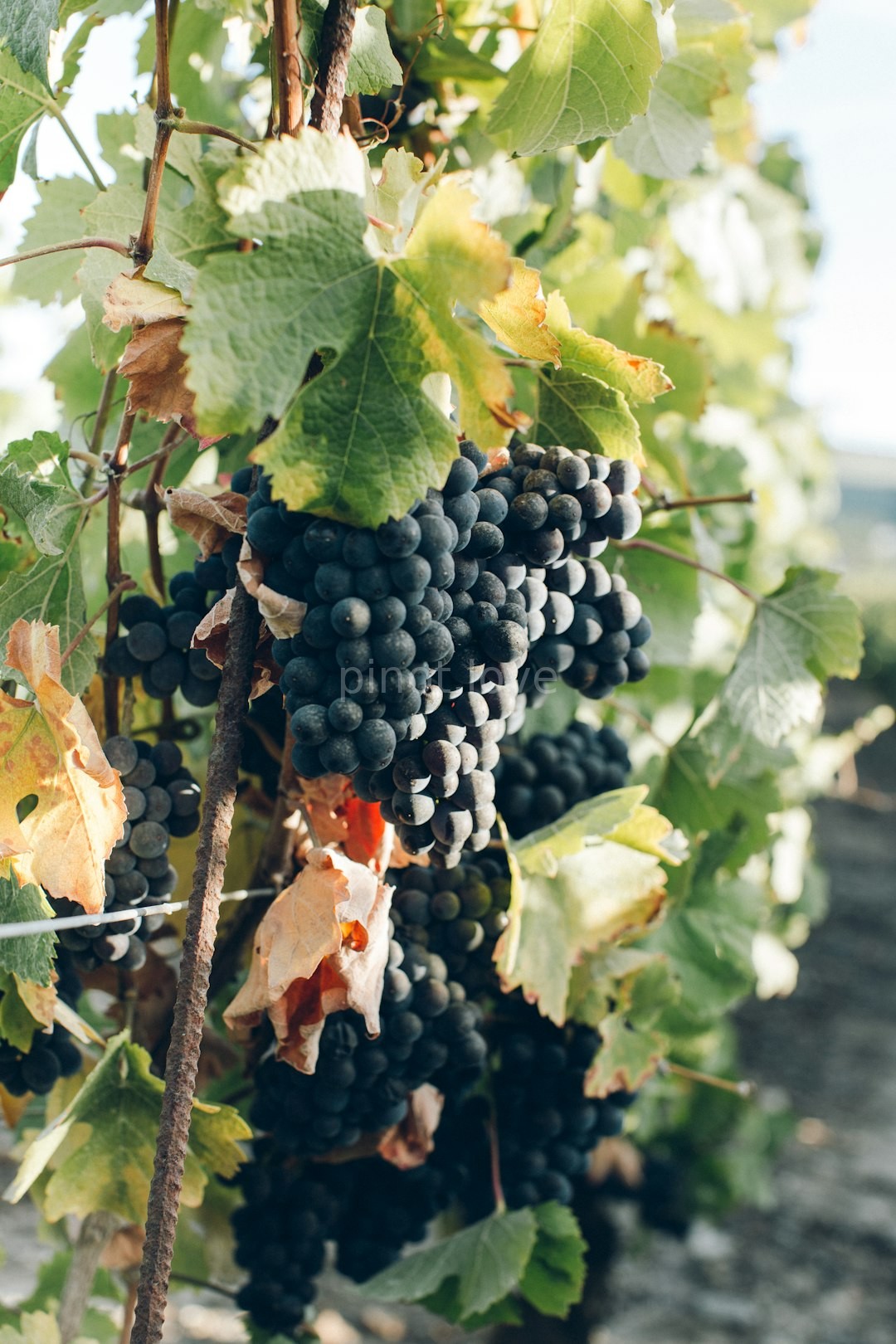Vineyard 4