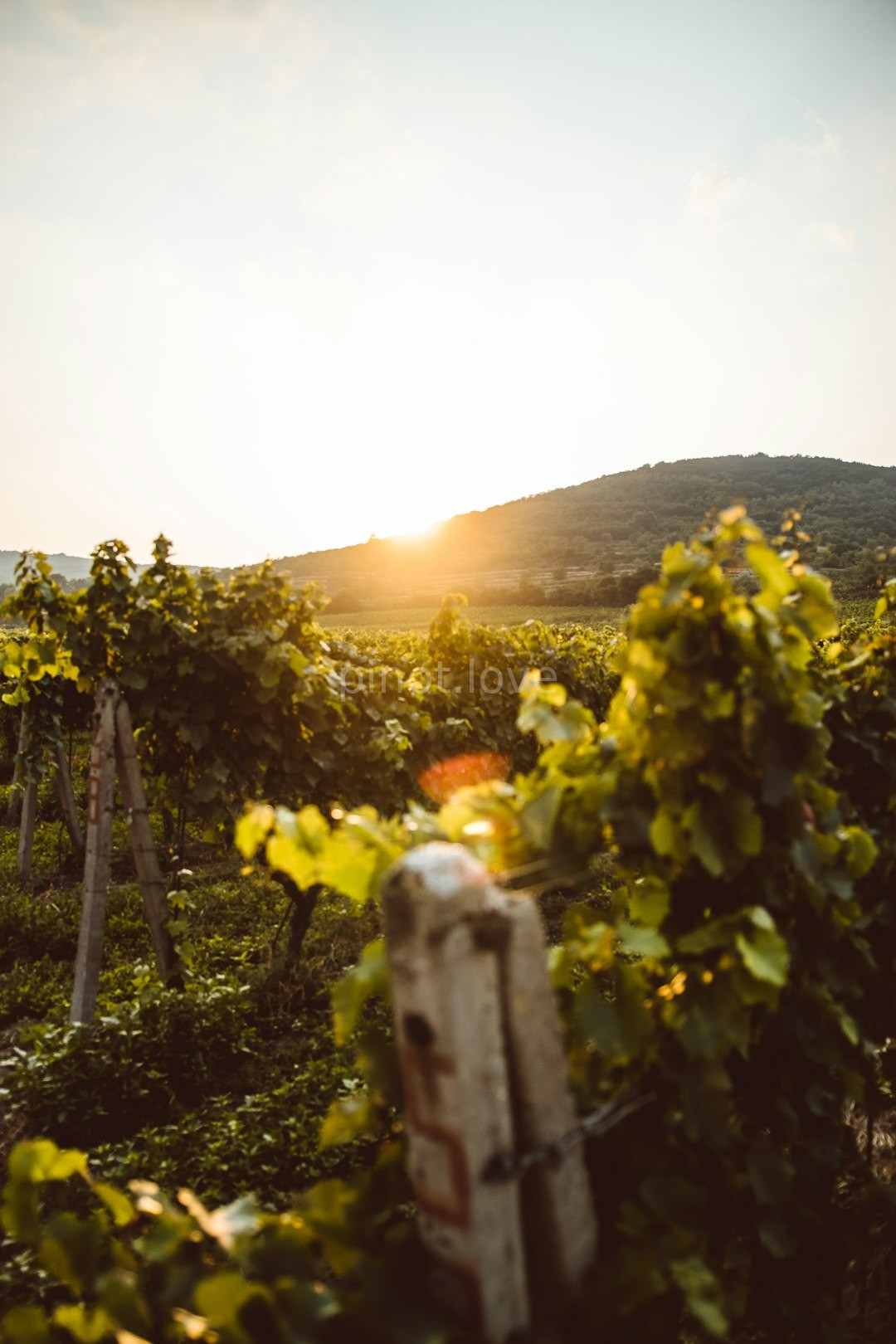 Vineyard 3