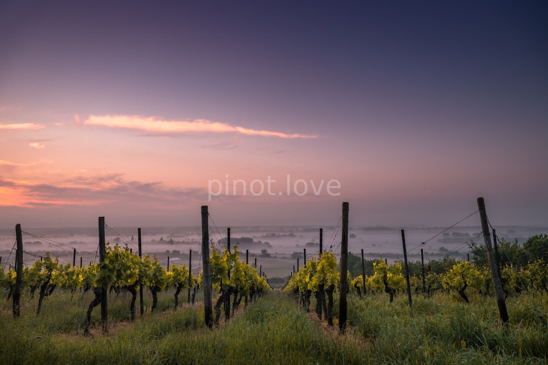 Vineyard Landscape