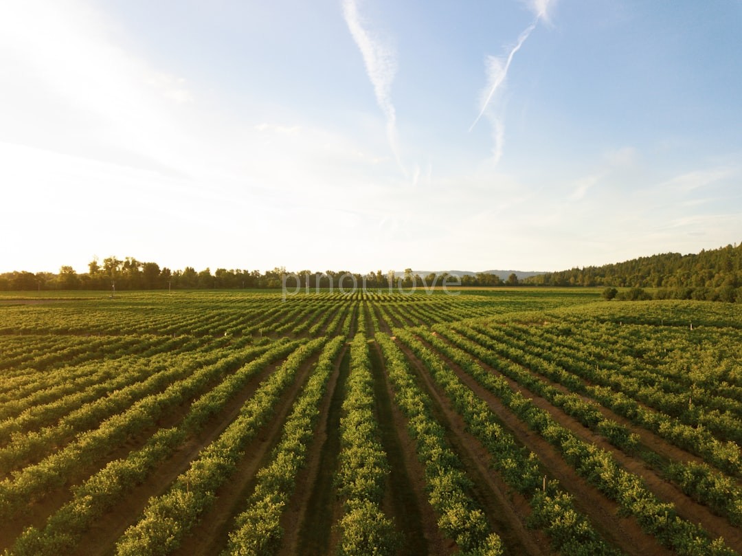 Vineyard Reel