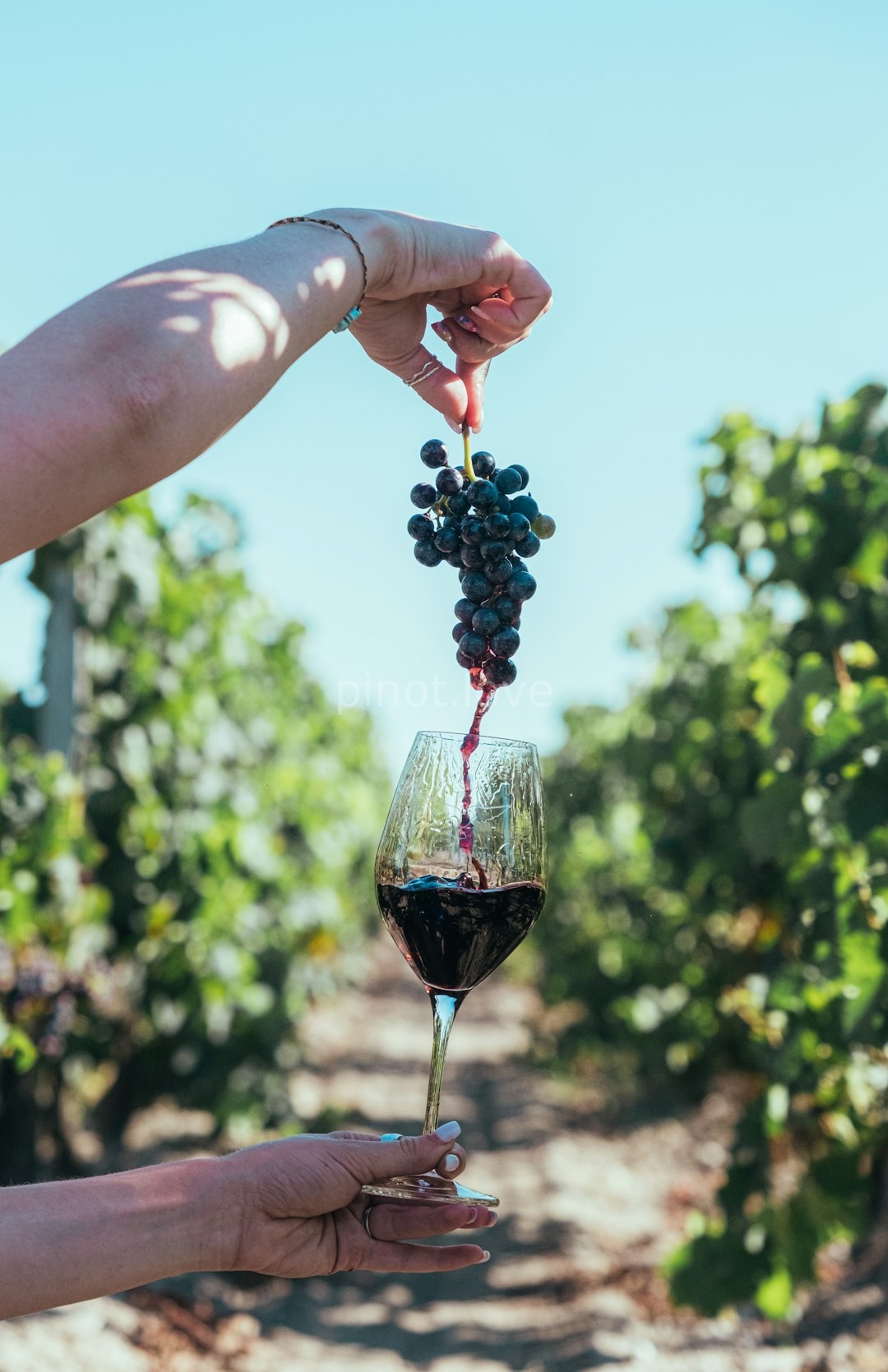 Vineyard Reel