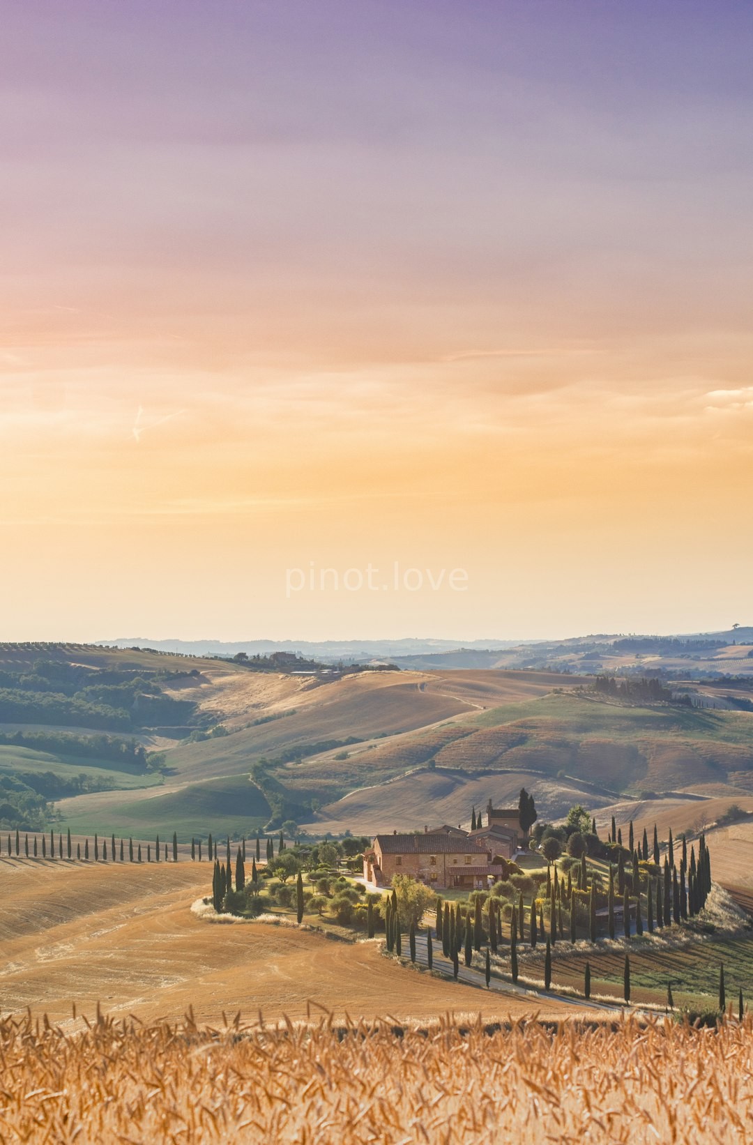 Vineyard Sunset